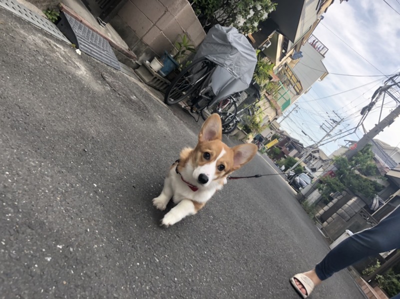 可愛いお顔のコーギーちゃんです サムネイル3