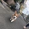可愛いお顔のコーギーちゃんです サムネイル3
