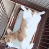 可愛いお顔のコーギーちゃんです サムネイル4