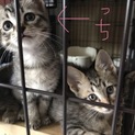 キジトラ兄妹、残り女の子1匹