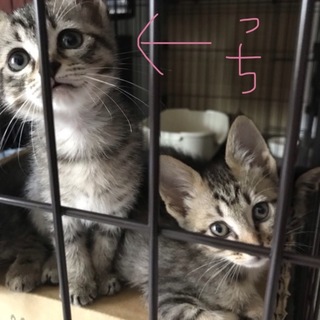 キジトラ兄妹、残り女の子1匹