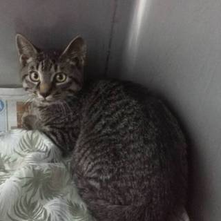 人なれ問題ないキジトラ君です！