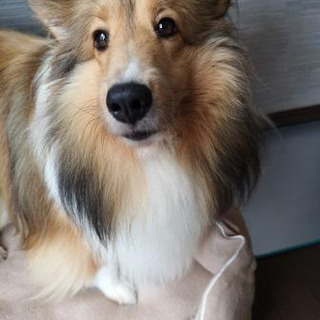 少しビビリのシェルティ　推定４歳くらい