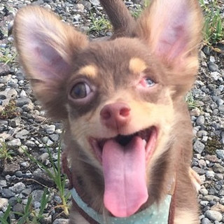 最上川（チワワ・オス）　2㎏ 