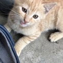元気いっぱいチビちやん