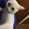 2017.7.17 いい顔。