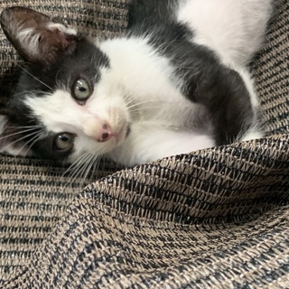 子猫里親募集中！！！