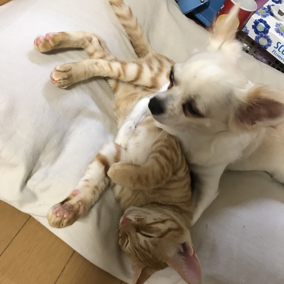 おぎんのカバー写真