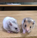 ゴールデンハムスター オスメス