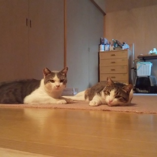 仲良し兄弟  ジョマとマカオ