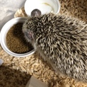 ハリネズミの男の子