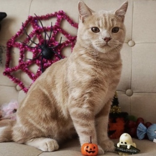 スコティッシュフォールド(立ち耳)