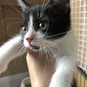 子猫 1ヶ月半 女の子 さくら