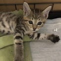 子猫 1ヶ月の赤ちゃん トラ猫ちゃん