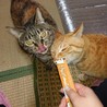 成猫慣れると甘えん坊のちゃちゃ君です サムネイル4