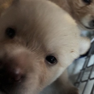 生後2週間くらいのヨチヨチ赤ちゃん2匹