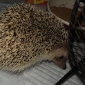ハリネズミ♂１歳