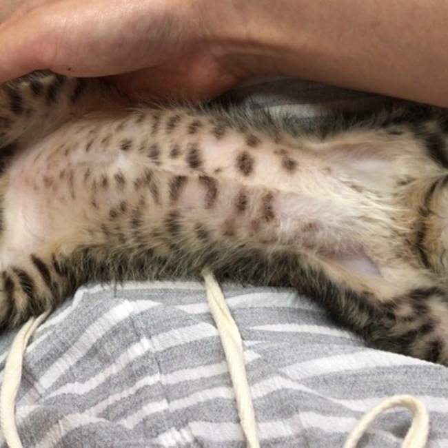 Ray_Tのカバー写真