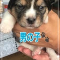 ビーグルとトイプードルMIXの仔犬里親募集