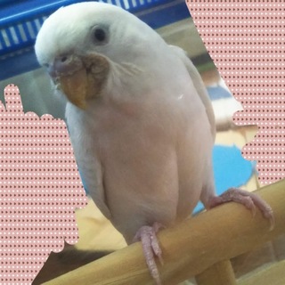セキセイインコ（アルビノ）