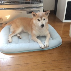 我が家の〜夏事情②( ´∀｀)