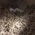 ハリネズミ オス1歳