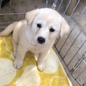 野犬の子犬を保護しました。只今募集一時停止中