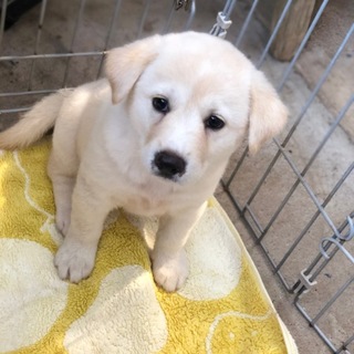 野犬の子犬を保護しました。只今募集一時停止中