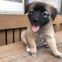 野犬の子犬を保護しました。募集一時停止中
