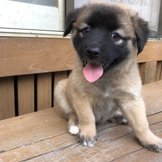 野犬の子犬を保護しました。募集一時停止中