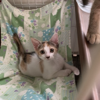 #チノミー組ポリちゃん