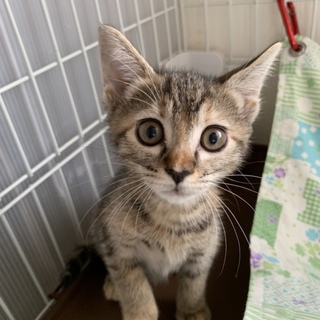 #チノミー組チャリちゃん