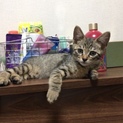 キジ　男の子  とても甘えたでお利口さんです