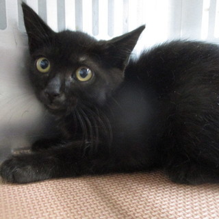 譲渡されました。