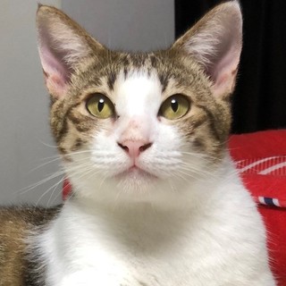 小柄なキジ白男子 ミトくん