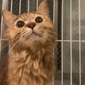 【緊急!】人馴れ、猫慣れの3歳！