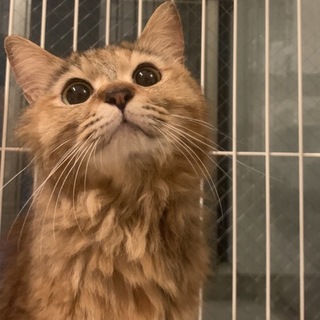 【緊急!】人馴れ、猫慣れの3歳！