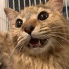 【緊急!】人馴れ、猫慣れの3歳！ サムネイル2