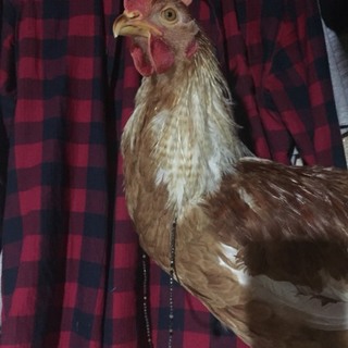 ボリスブラウンの雄♂ 元気なニワトリさん