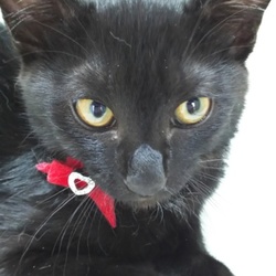 第19回　とだニャン保護猫里親会開催