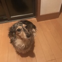 ダップルのベリーちゃんの里親さん募集 します。