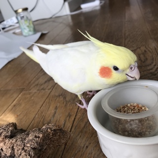 大切に扱って下さる里親様募集◎