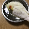 大切に扱って下さる里親様募集◎ サムネイル3