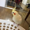大切に扱って下さる里親様募集◎ サムネイル4
