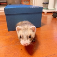 キャネル