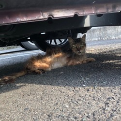 「ボロボロな猫」サムネイル3