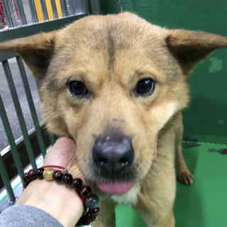 里親様決定しました✨✨ありがとうございました