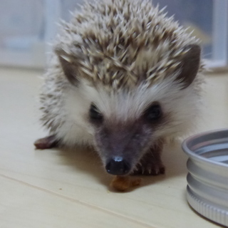 ハリネズミ　オス　生後２ヶ月　ノーマルカラー