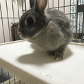 ネザーランドドワーフ部屋ンポ大好きさん