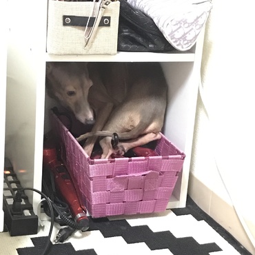 掃除機から逃げていました…笑